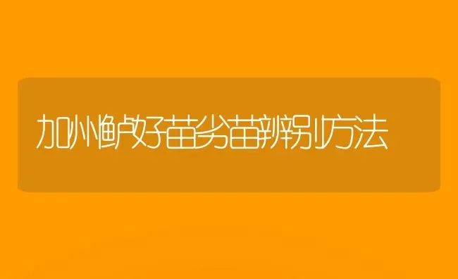 加州鲈好苗劣苗辨别方法 | 养殖技术大全