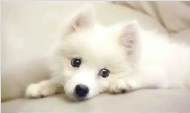 日本狐狸犬多少钱一只？怎么挑选 | 农广天地