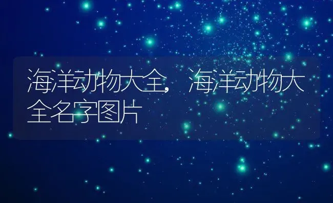 海洋动物大全,海洋动物大全名字图片 | 养殖资料
