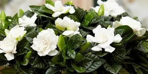 栀子花叶子发黄怎么办发黄原因与处理方法,栀子花黄叶怎么办？