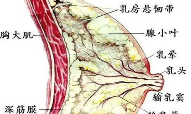 什么是乳腺结节,乳房结节是什么意思？