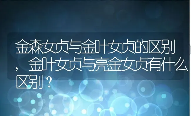 金森女贞与金叶女贞的区别,金叶女贞与亮金女贞有什么区别？ | 养殖科普