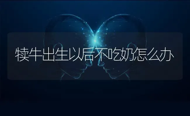 犊牛出生以后不吃奶怎么办 | 养殖技术大全