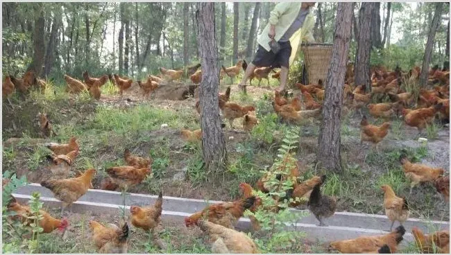 肉鸡养殖的优势 | 生活常识