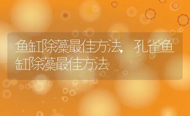 鱼缸除藻最佳方法,孔雀鱼缸除藻最佳方法 | 养殖学堂