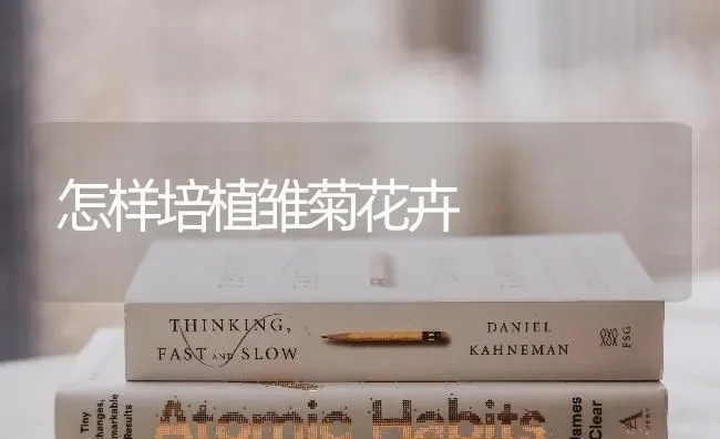 怎样培植雏菊花卉 | 养殖知识