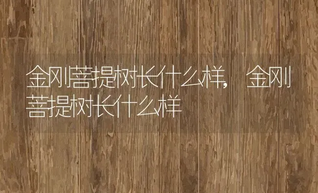 金刚菩提树长什么样,金刚菩提树长什么样 | 养殖科普