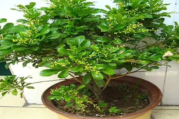 家里为什么不能种米兰花,米兰花在家养有坏处吗？
