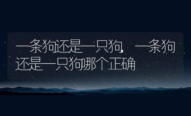 一条狗还是一只狗,一条狗还是一只狗哪个正确 | 养殖资料