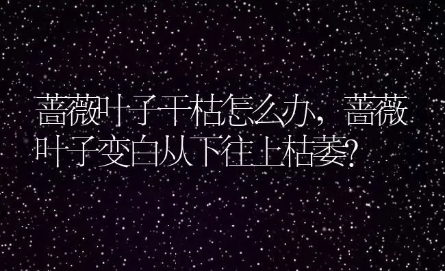 蔷薇叶子干枯怎么办,蔷薇叶子变白从下往上枯萎？ | 养殖科普