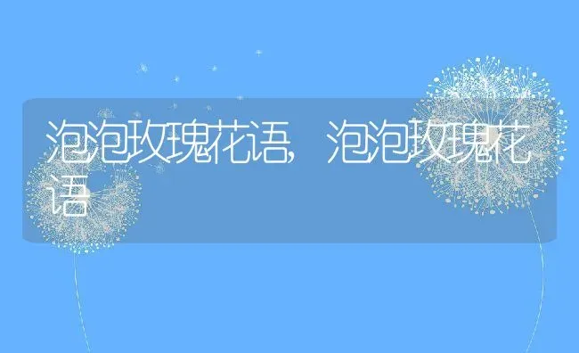 泡泡玫瑰花语,泡泡玫瑰花语 | 养殖科普