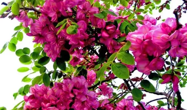 红色的槐树花可以吃吗 | 常识大全