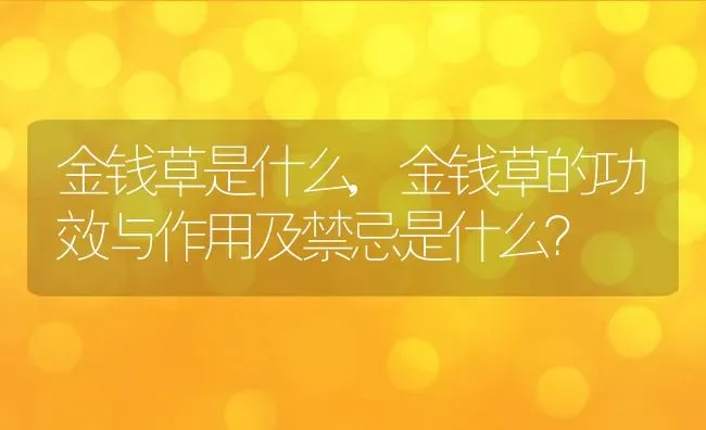 金钱草是什么,金钱草的功效与作用及禁忌是什么？ | 养殖科普