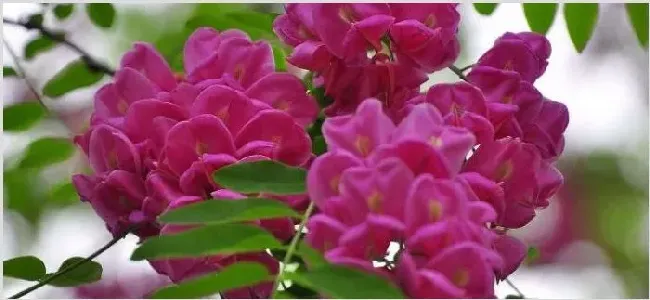 红色的槐树花可以吃吗 | 常识大全