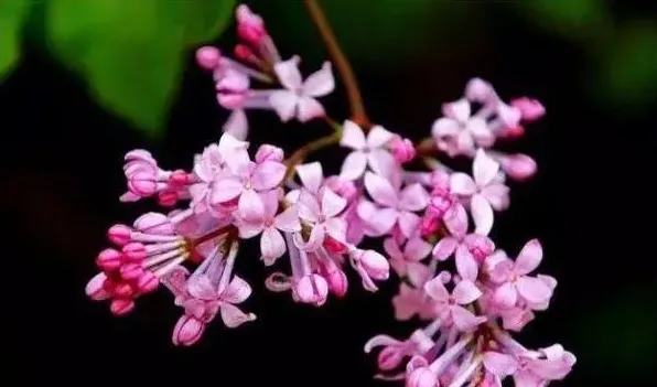 为什么丁香花叫狗牙花 | 常识大全