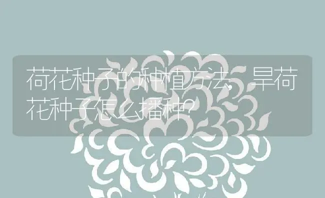 澳洲白绵羊的繁殖能力,绵羊生殖习性？ | 养殖科普