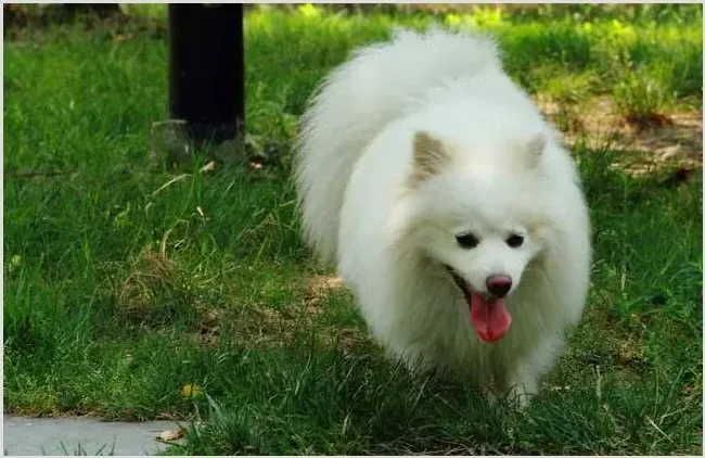 日本狐狸犬多少钱一只？怎么挑选 | 农广天地