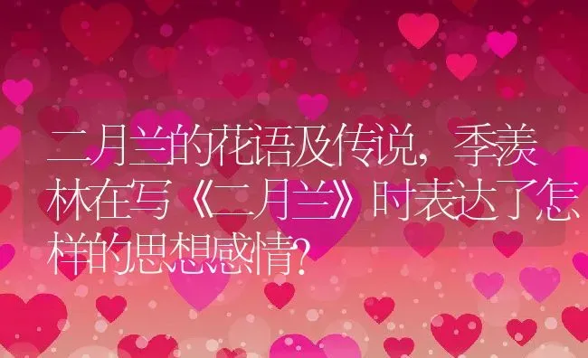 二月兰的花语及传说,季羡林在写《二月兰》时表达了怎样的思想感情？ | 养殖学堂