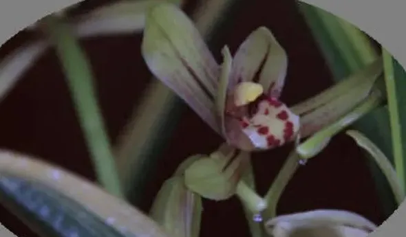 肾兰花泡水喝有什么功效,肾兰花可以和菊花泡水吗？