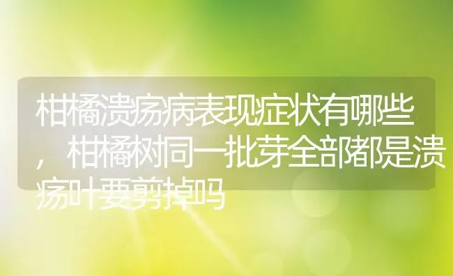 柑橘溃疡病表现症状有哪些,柑橘树同一批芽全部都是溃疡叶要剪掉吗 | 养殖学堂