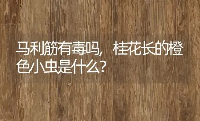 马利筋有毒吗,桂花长的橙色小虫是什么？ | 养殖科普
