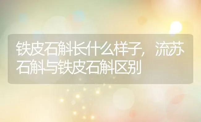 铁皮石斛长什么样子,流苏石斛与铁皮石斛区别 | 养殖学堂