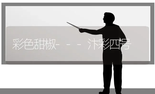 彩色甜椒---汴彩四号 | 养殖知识