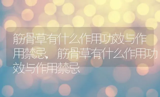 筋骨草有什么作用功效与作用禁忌,筋骨草有什么作用功效与作用禁忌 | 养殖科普