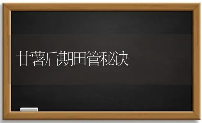 甘薯后期田管秘诀 | 养殖知识