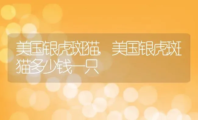 美国银虎斑猫,美国银虎斑猫多少钱一只 | 养殖资料
