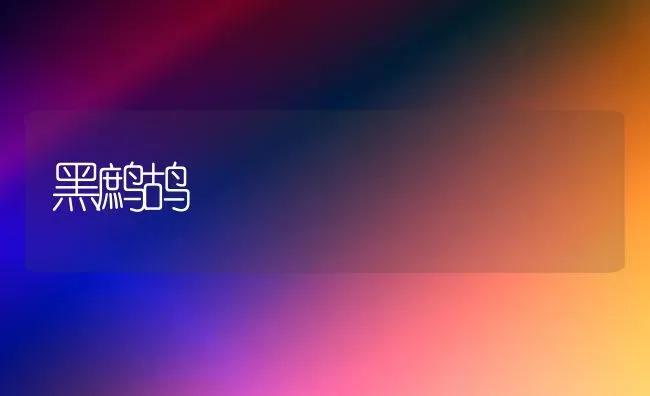 黑鹧鸪 | 养殖知识