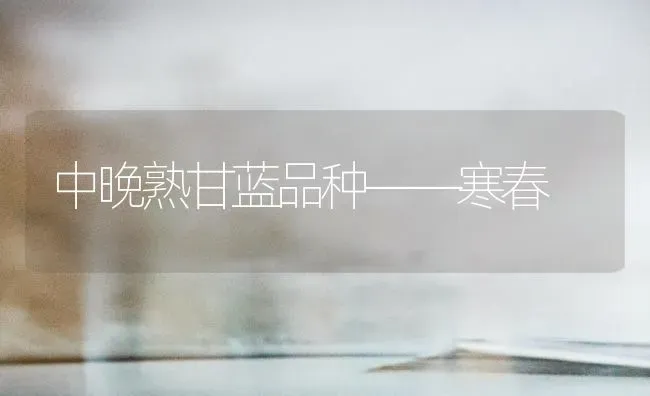 中晚熟甘蓝品种——寒春 | 养殖技术大全