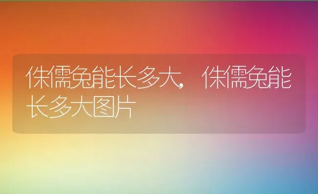 侏儒兔能长多大,侏儒兔能长多大图片 | 养殖科普