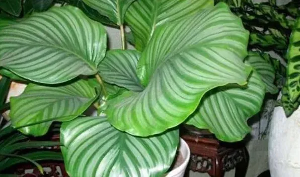 苹果竹芋长锈斑怎么办 | 生活常识
