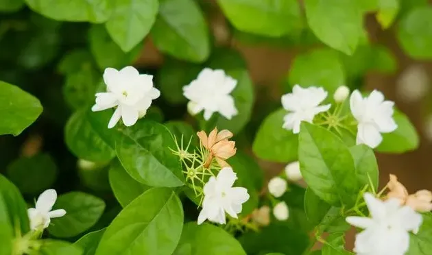 茉莉花什么季节开花开花时间是几月份,茉莉花几月开花如何修剪？