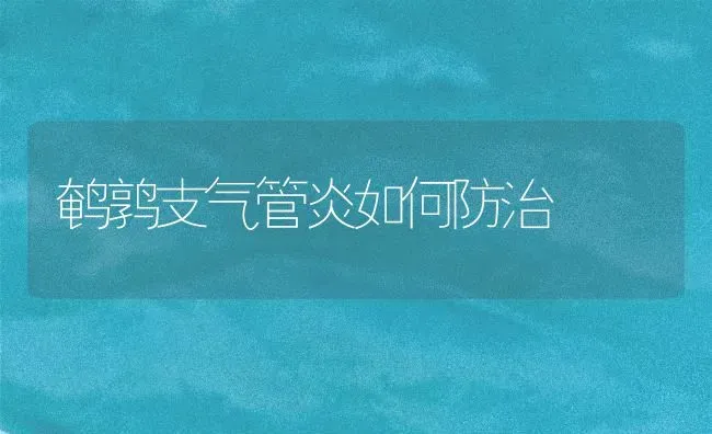 鹌鹑支气管炎如何防治 | 养殖知识