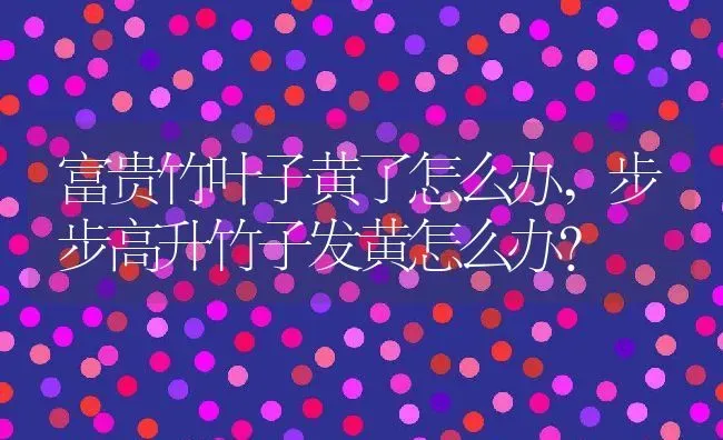 富贵竹叶子黄了怎么办,步步高升竹子发黄怎么办？ | 养殖科普