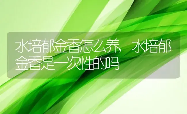 水培郁金香怎么养,水培郁金香是一次性的吗 | 养殖学堂