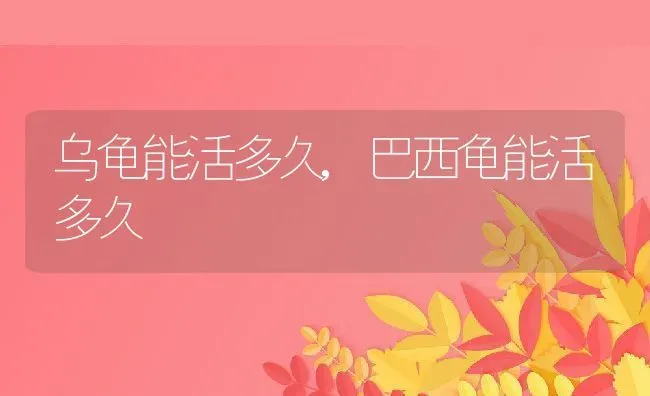 乌龟能活多久,巴西龟能活多久 | 养殖资料