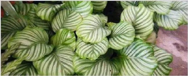 苹果竹芋长锈斑怎么办 | 生活常识