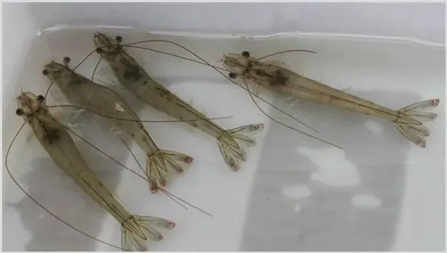 南美白虾苗期的管理方法 白虾苗怎么培育 | 生活妙招