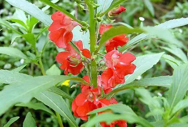 凤仙花长什么样子,怎样的凤仙花？