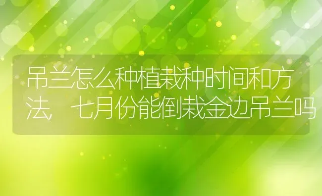 吊兰怎么种植栽种时间和方法,七月份能倒栽金边吊兰吗 | 养殖学堂