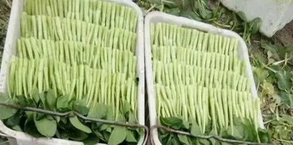 菜心高产施肥要点和注意事项 | 生活常识