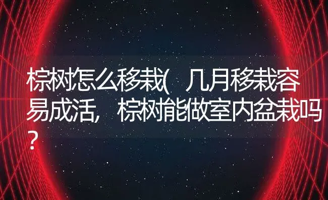 棕树怎么移栽(几月移栽容易成活,棕树能做室内盆栽吗？ | 养殖科普