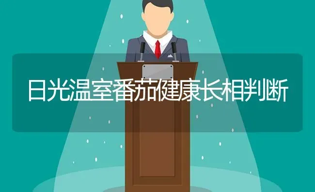 日光温室番茄健康长相判断 | 养殖技术大全
