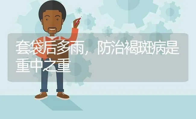 套袋后多雨,防治褐斑病是重中之重 | 养殖技术大全