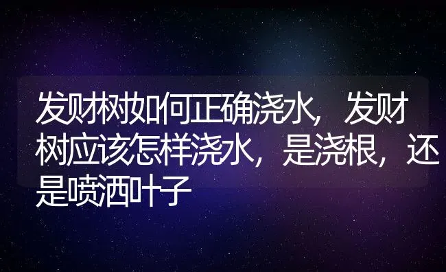 发财树如何正确浇水,发财树应该怎样浇水，是浇根，还是喷洒叶子 | 养殖学堂