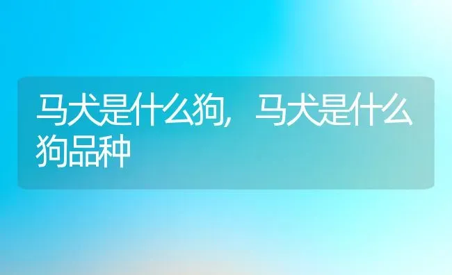 马犬是什么狗,马犬是什么狗品种 | 养殖科普