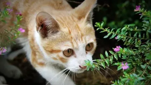 猫鼻支怎么能彻底治好,猫鼻支买什么药给猫咪治？